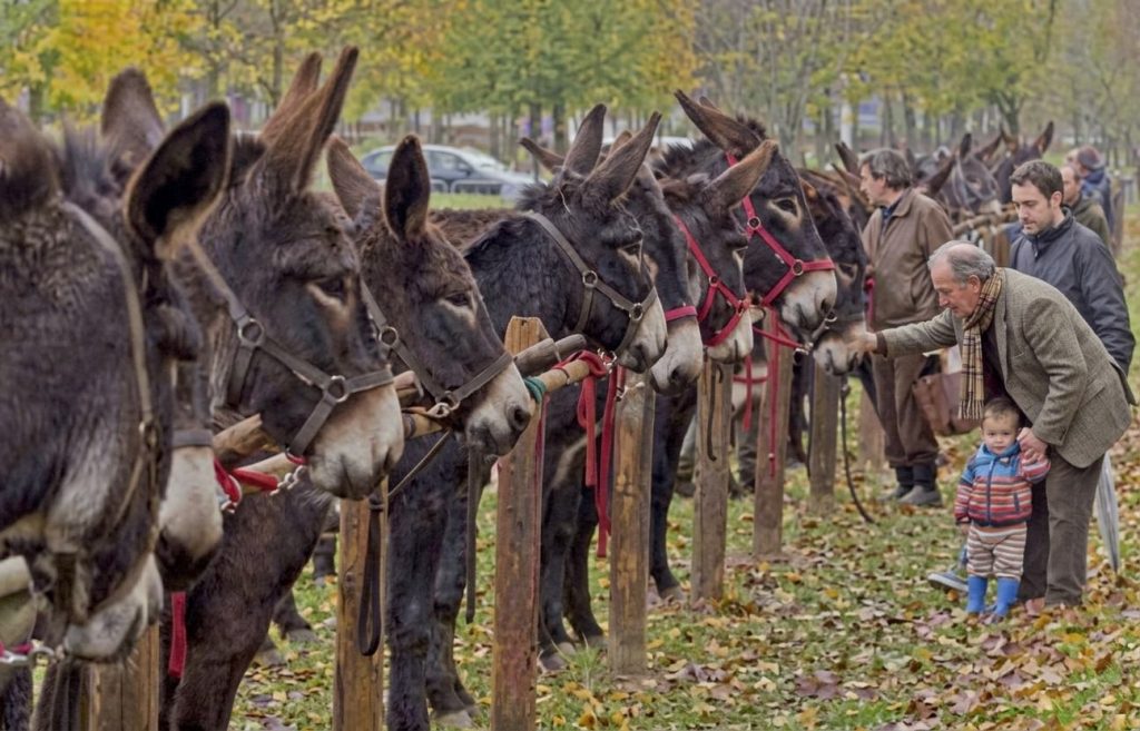 burros en la feria de sant martiria de banyoles