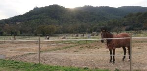 horse club banyoles
