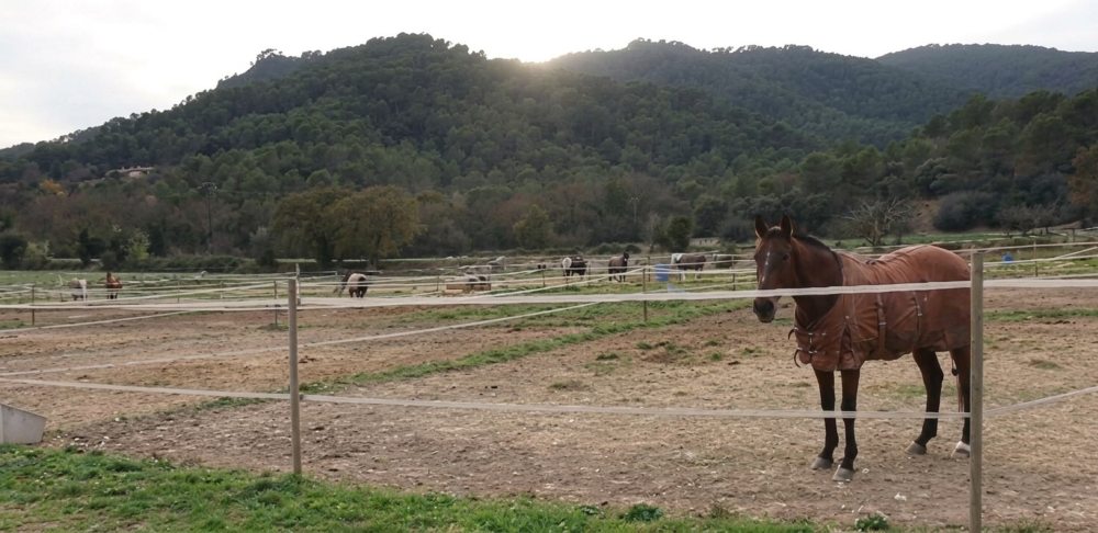 horse club banyoles